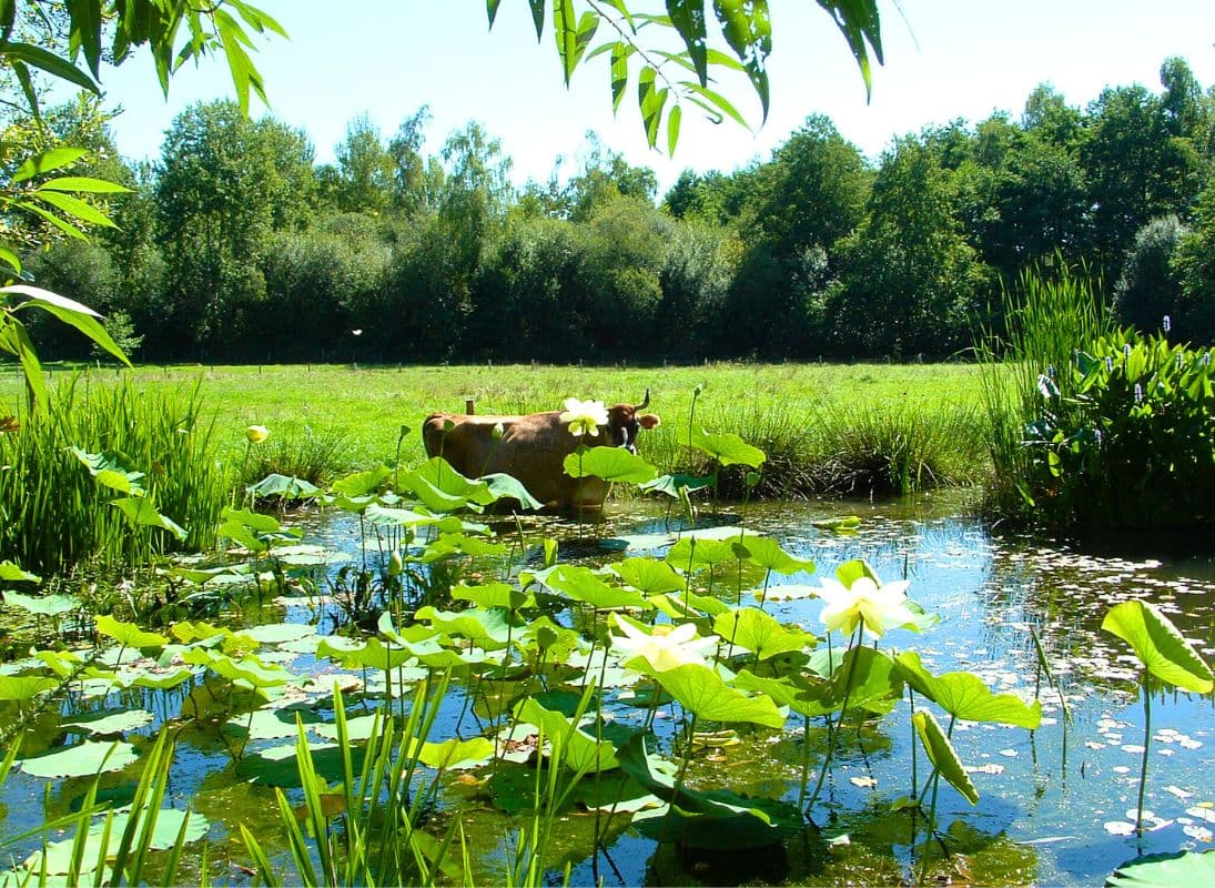 Camping-à-la-ferme-La-Noyeraie