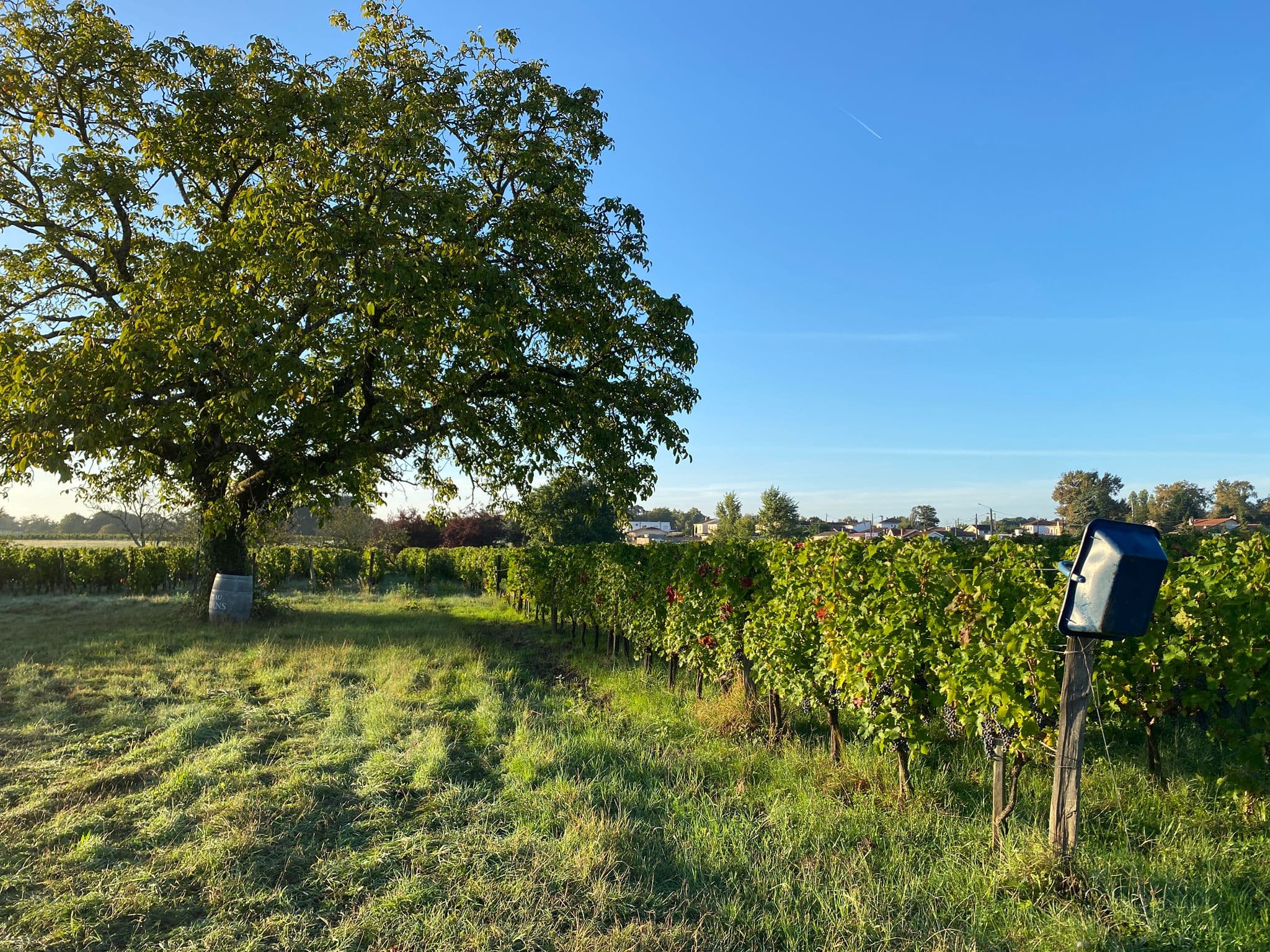 2_Vignes