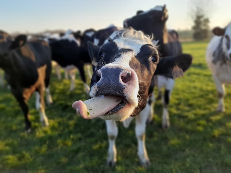 vache blas'lait