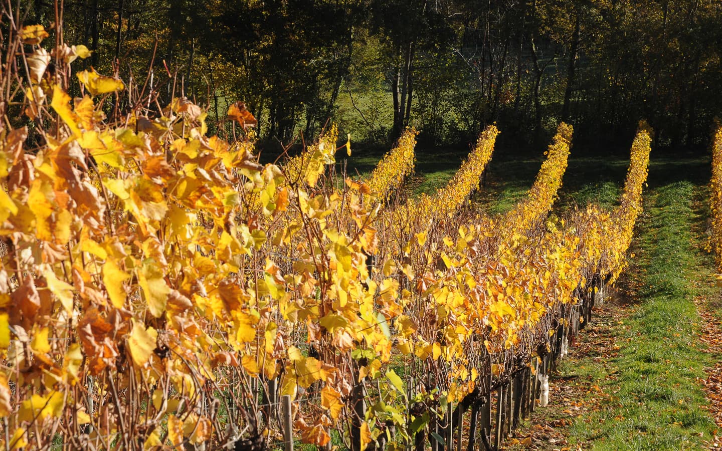 Domaine du Cinquau - Artiguelouve - les vignes 2