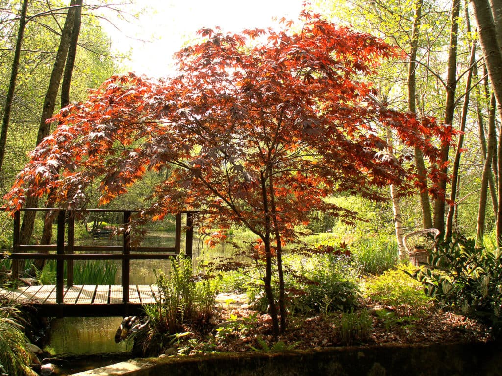 Jardin Grelinette et Pinceaux Sérandon 1