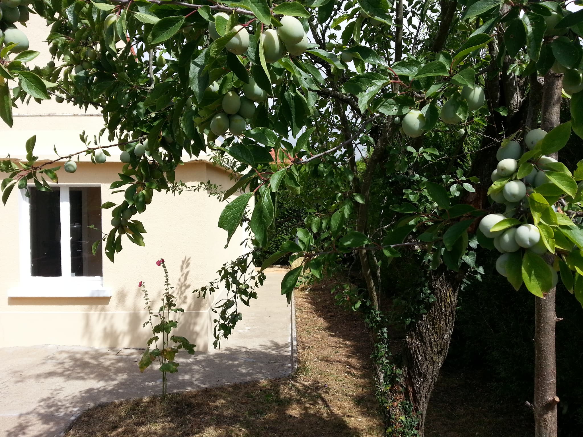 L'arrière du Gîte avec les prunes disponibles pour les voyageurs en sept-oct