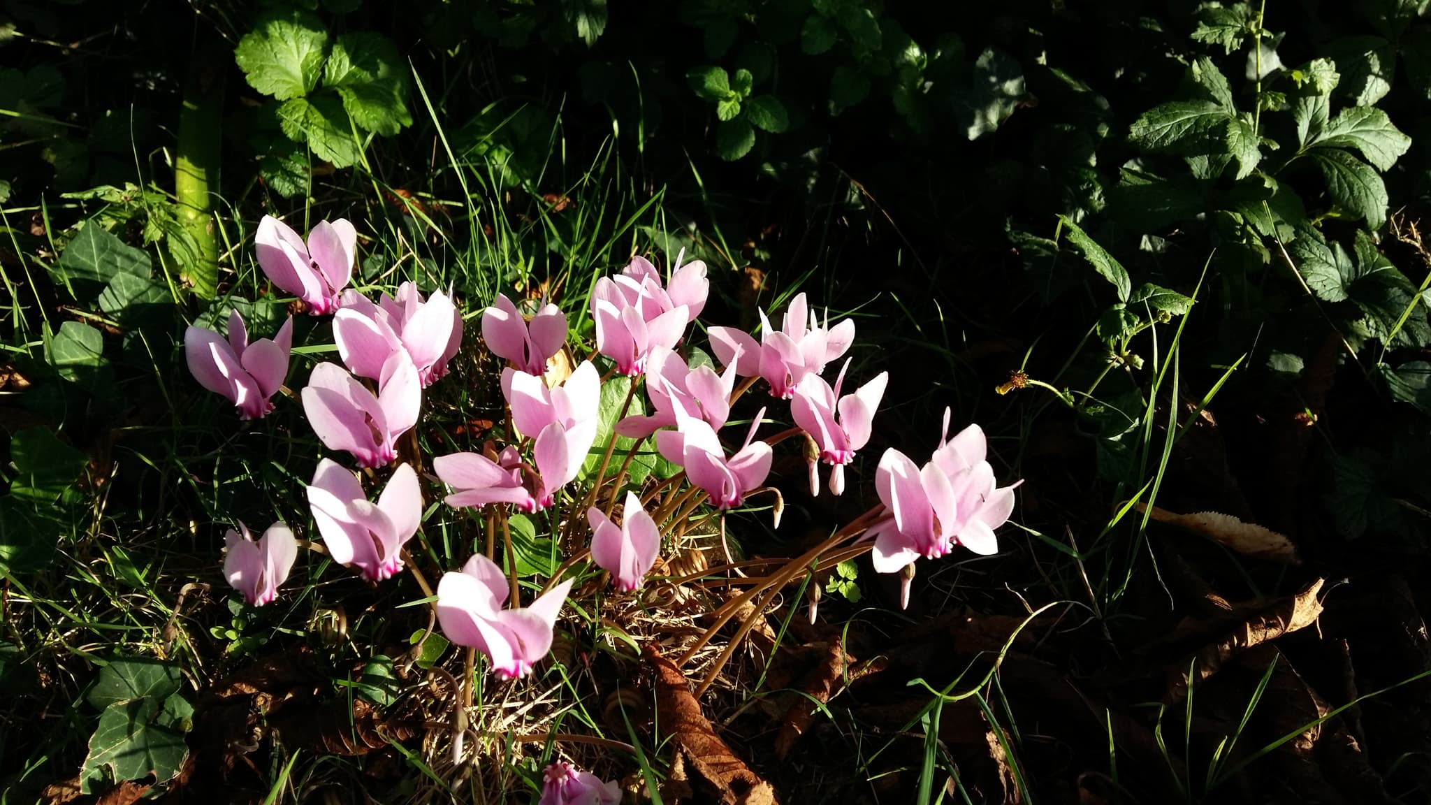 Cyclamens en automne, un peu partout dans la pelouse du Gîte