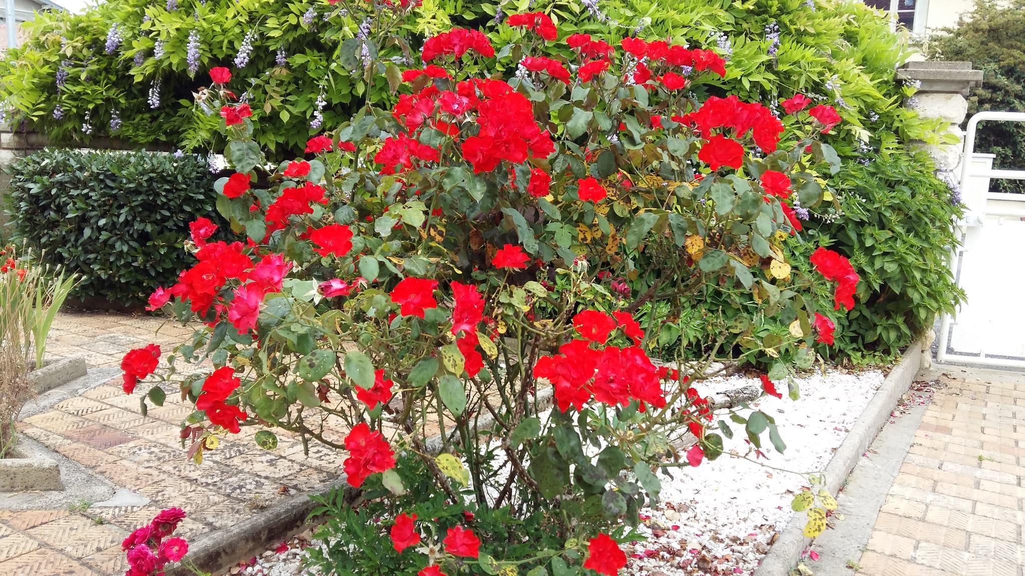 Rosier rouge ancien à pétales simples, situé du côté de la façade du Gîte
