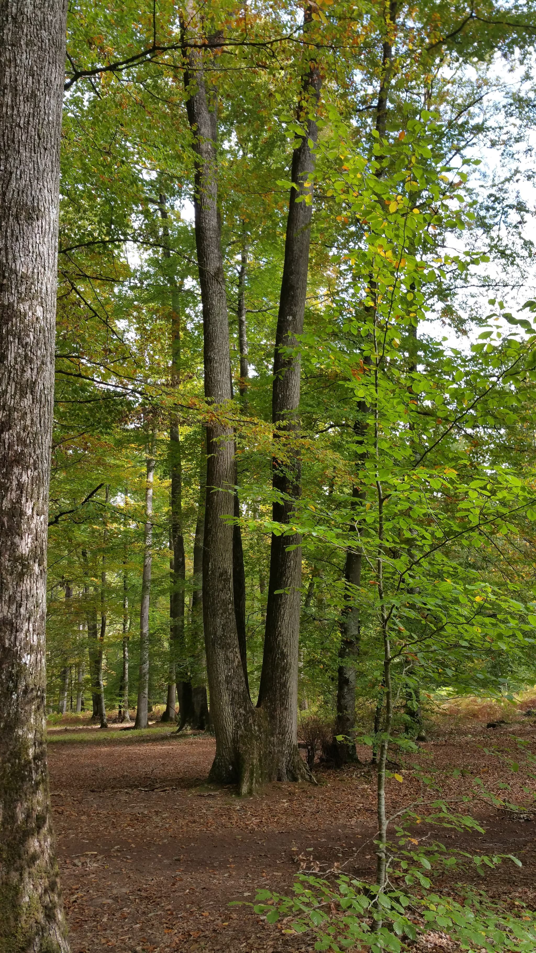 Forêt domaniale de Vouillé-Saint-Hilaire_1