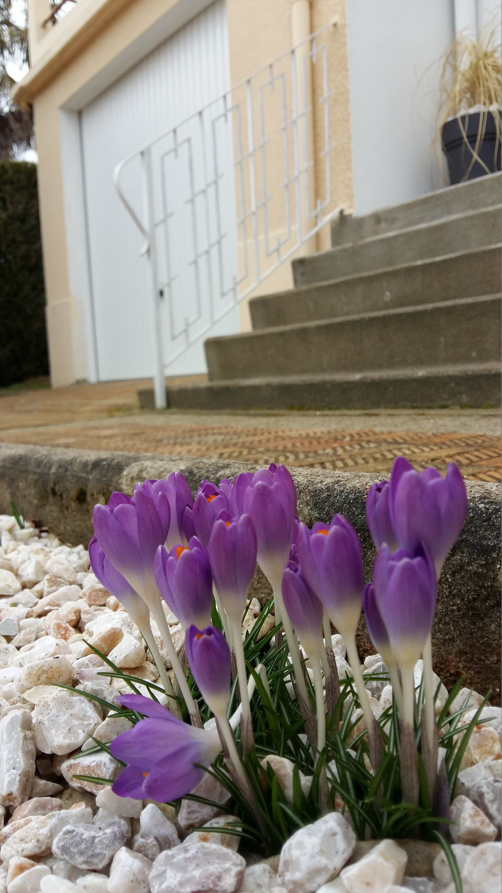 Crocus apparaissant au printemps, de temps en temps, à l'entrée du Gîte