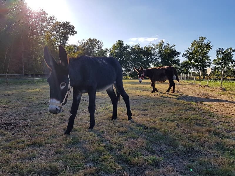 Ferme découverte au Domaine d'Écoline