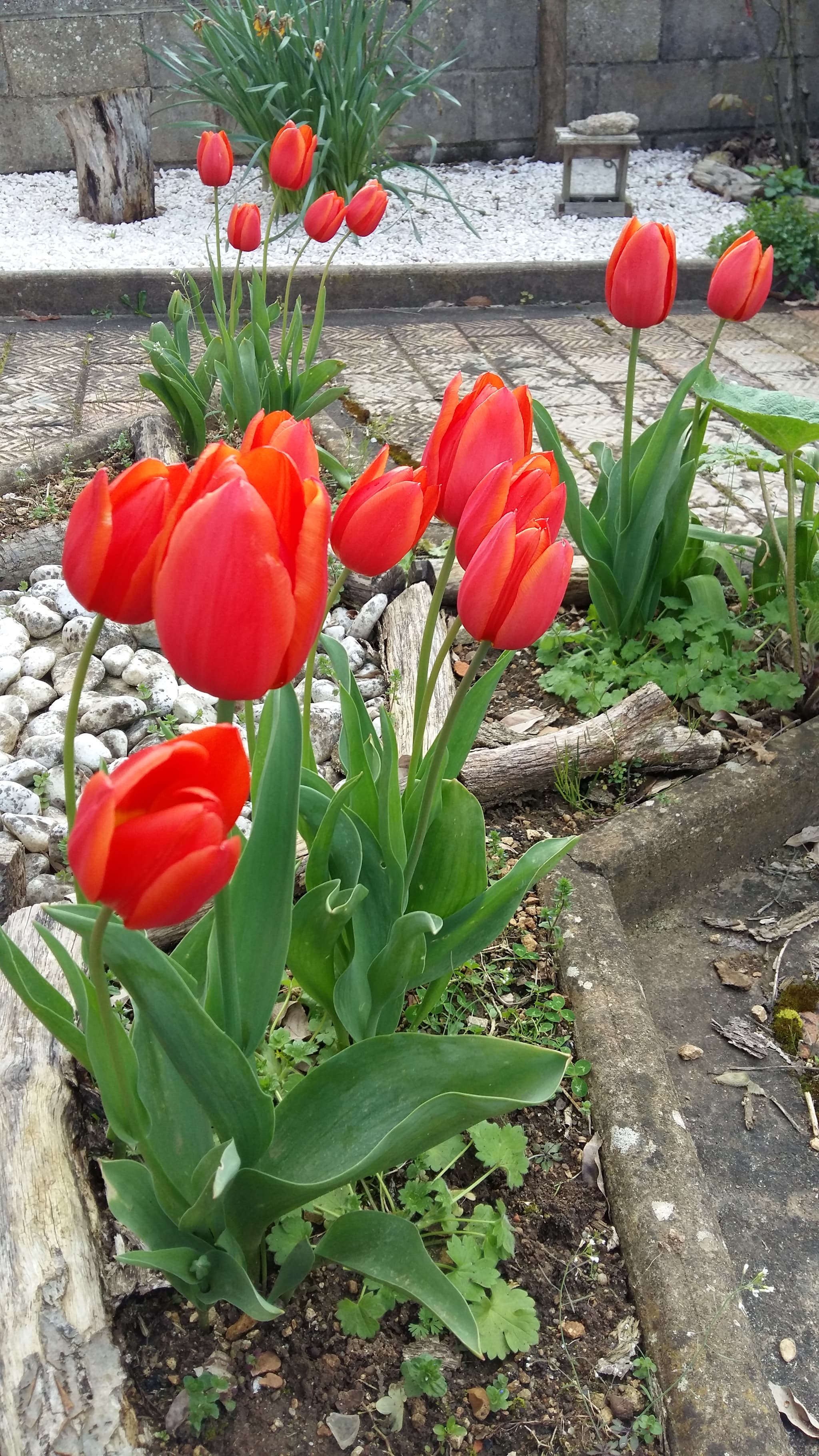 Tulipe suivant la saison devant le Gîte