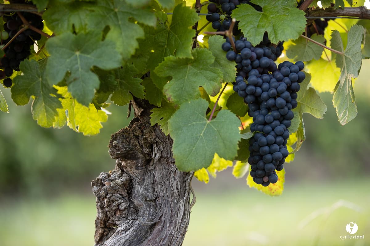 Grappe de raisin