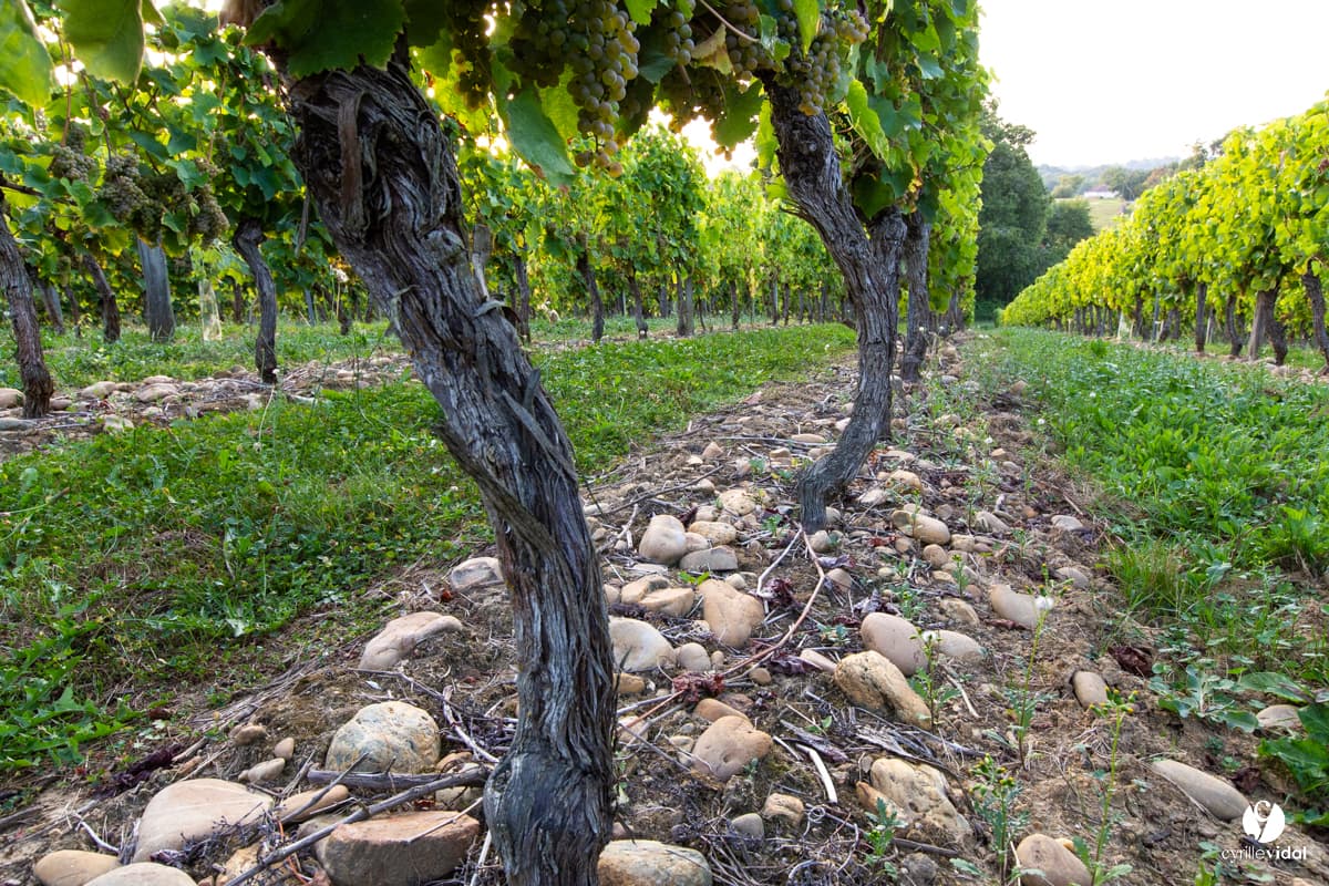 Cep de vignes