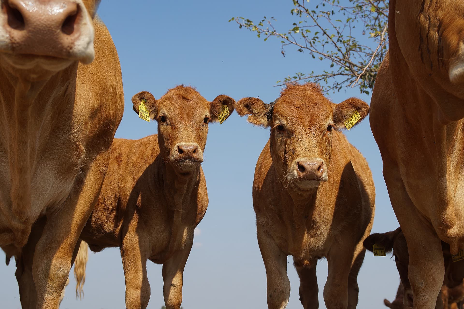 Ferme "Au bonheur des vaches" Saint Vitte Sur Briance_1