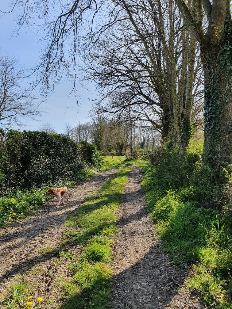 Chemin de ballade à proximité du Gîte