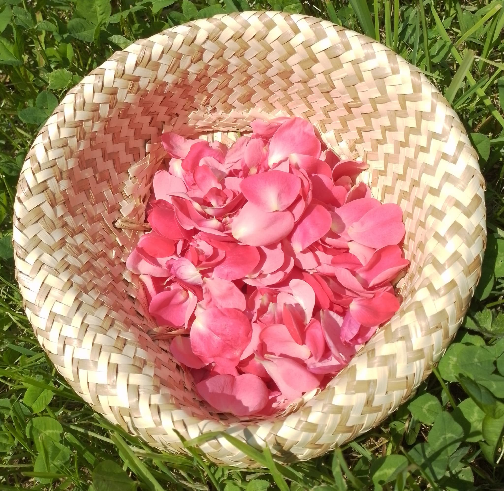 Cueillette de Roses