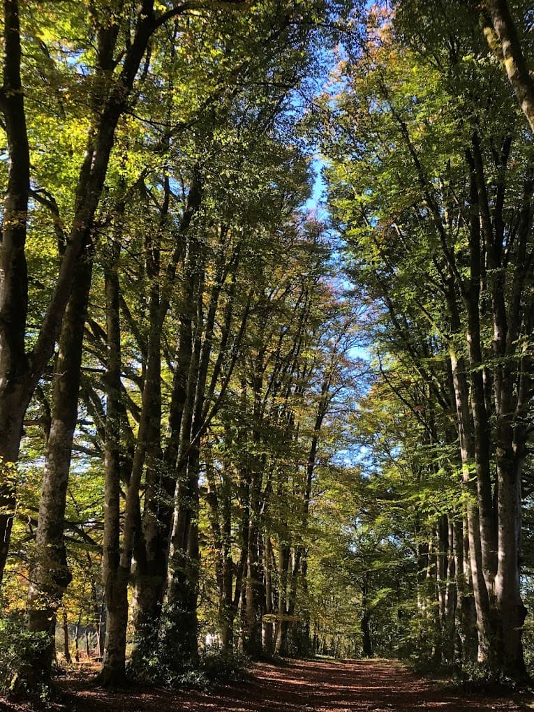 Hêtre en forêt