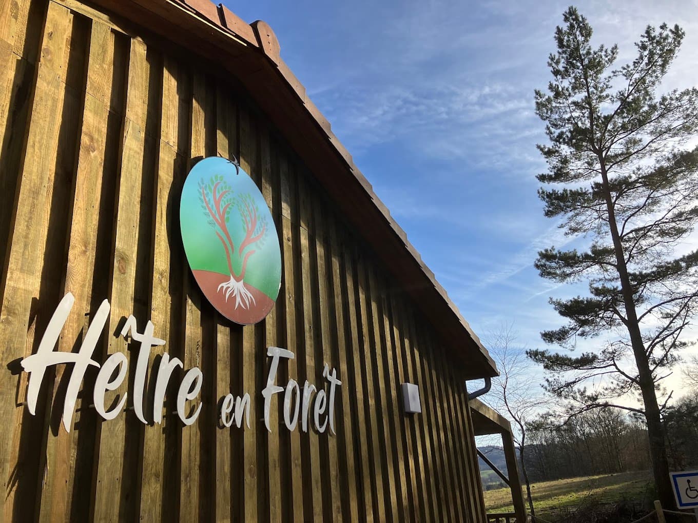 Hêtre en forêt