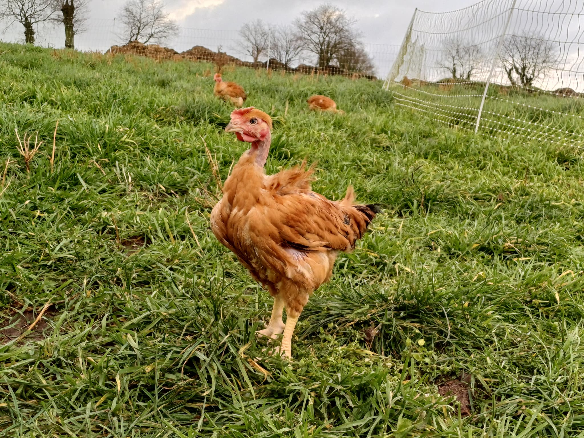 Poulet fermier