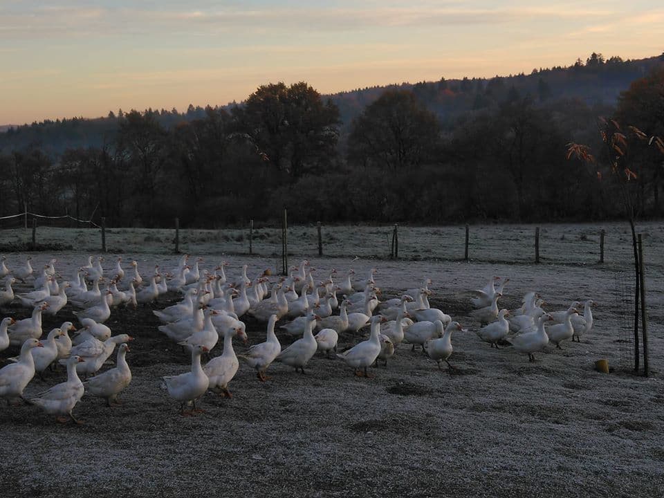 ferme de cheni volaille_1