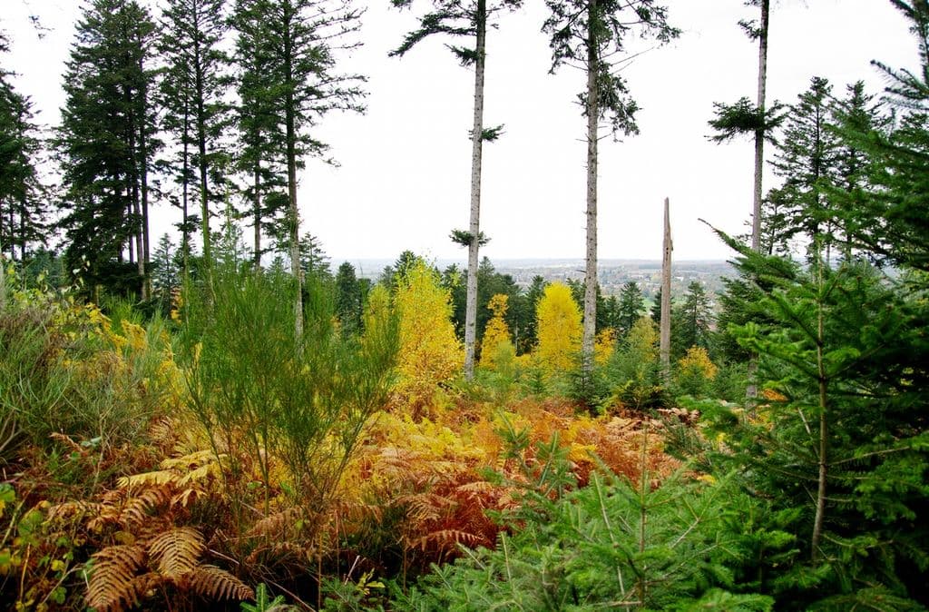 Le Bois de Chabannes_1