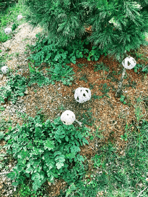 Le jardin de l'Usage des Jours_8