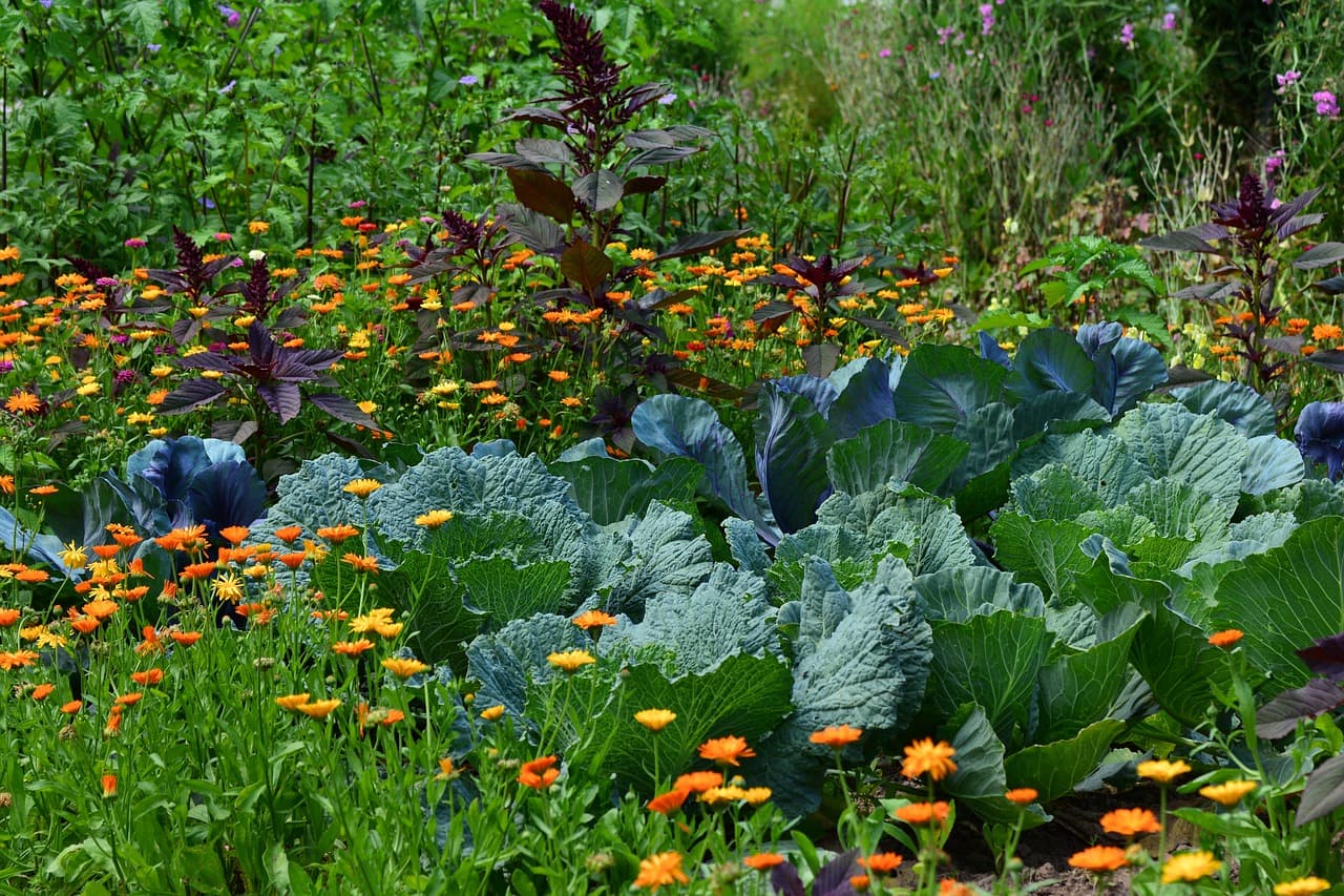 Légumes_1