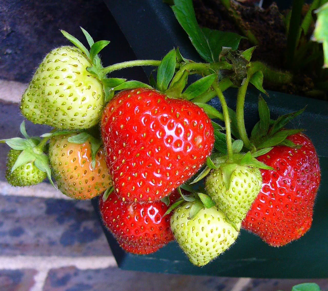 Fraises_2