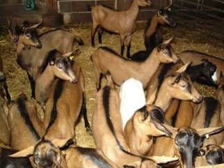 Des chèvres dans leur étable