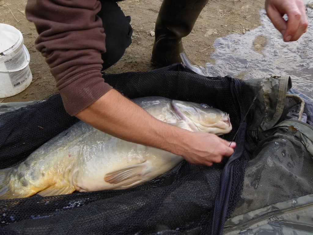 Etang des Pouyades_3
