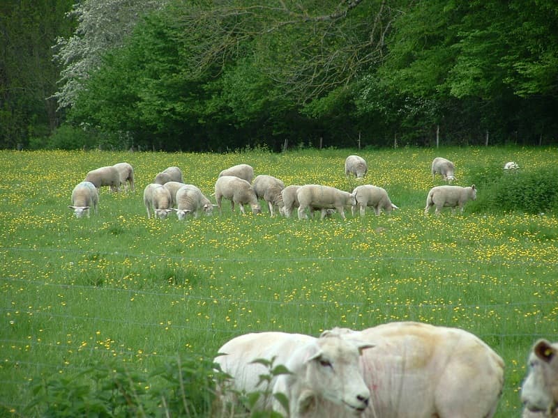 Moutons