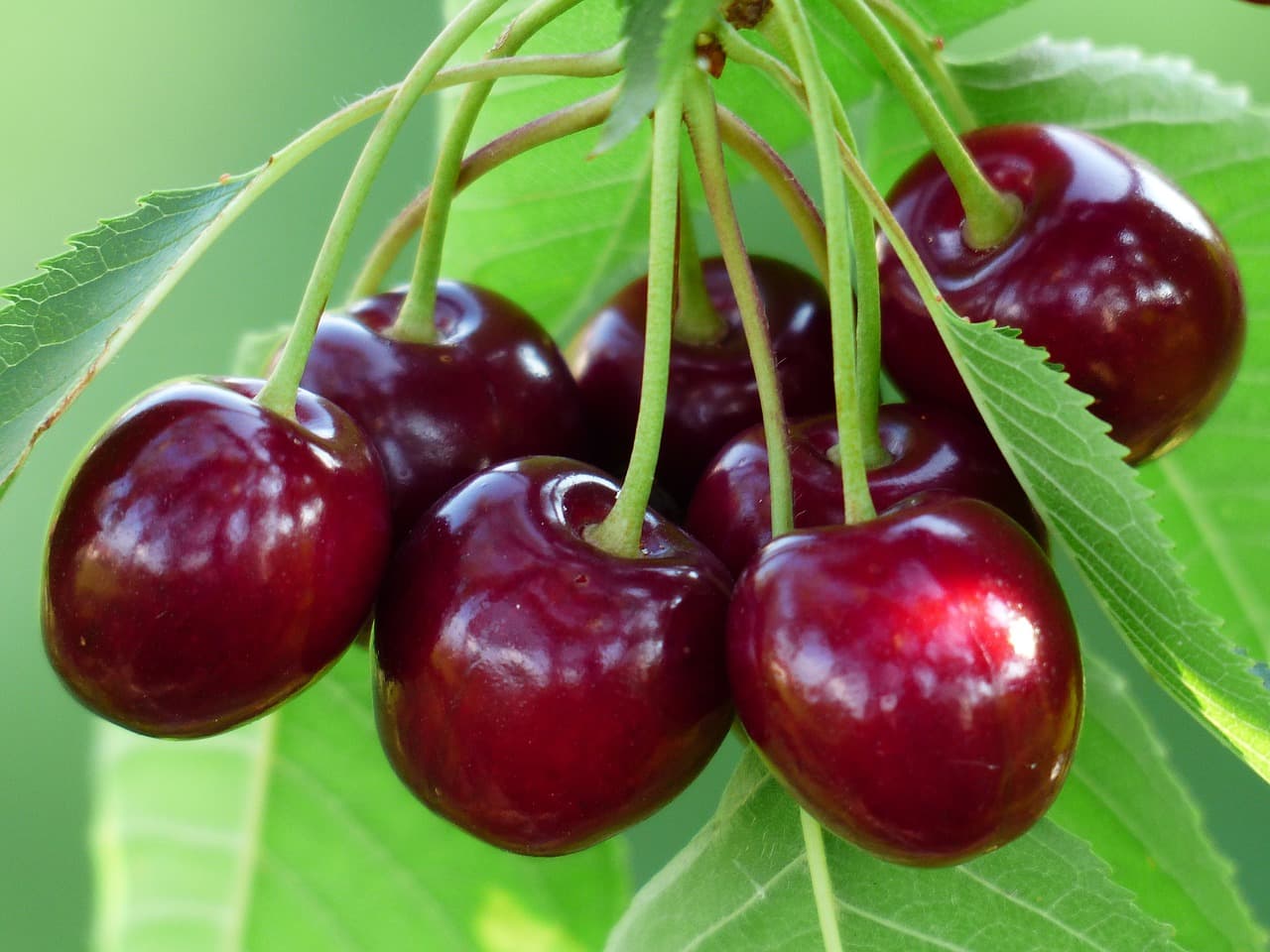 Cerises_2