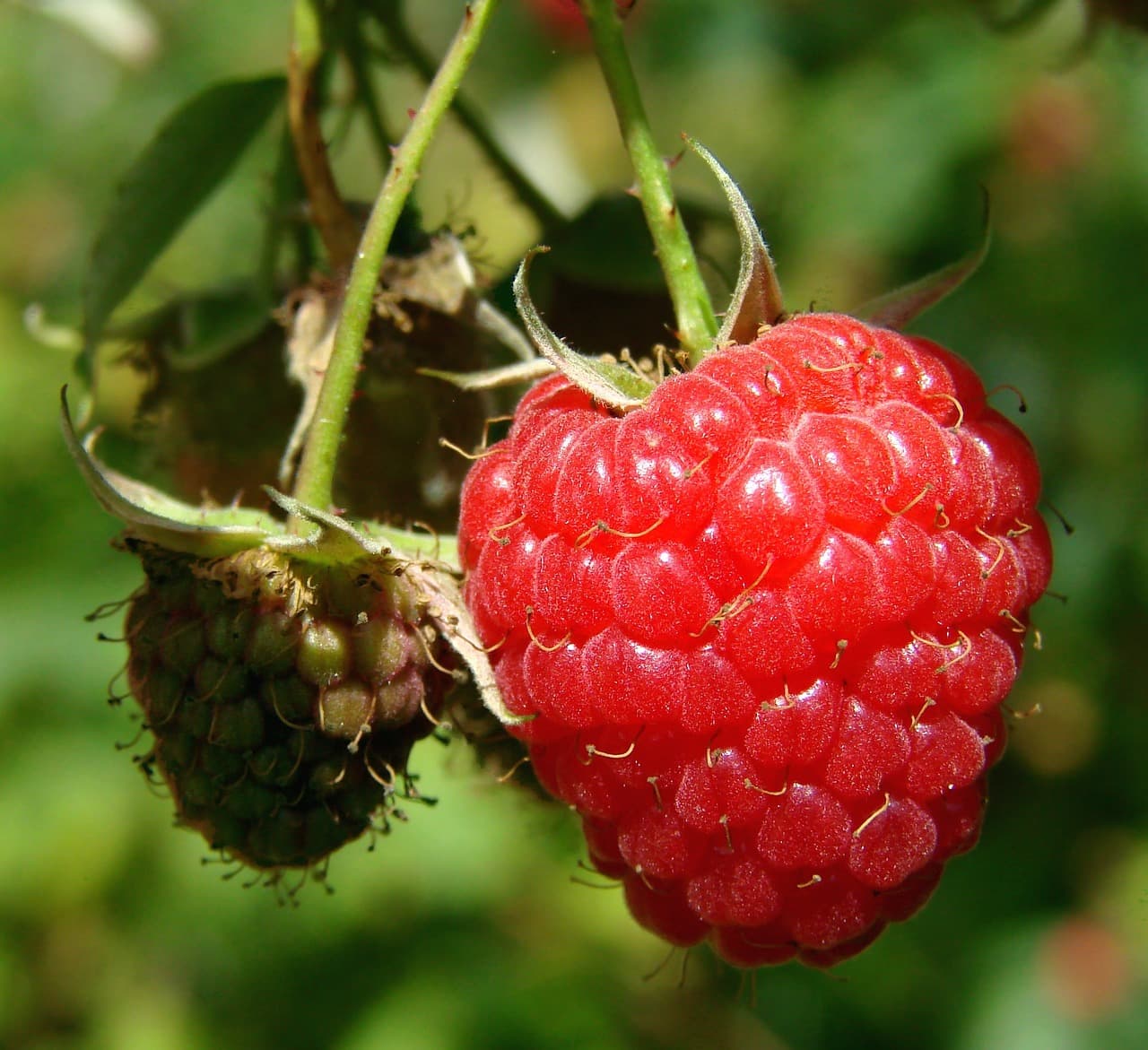 Framboises_3