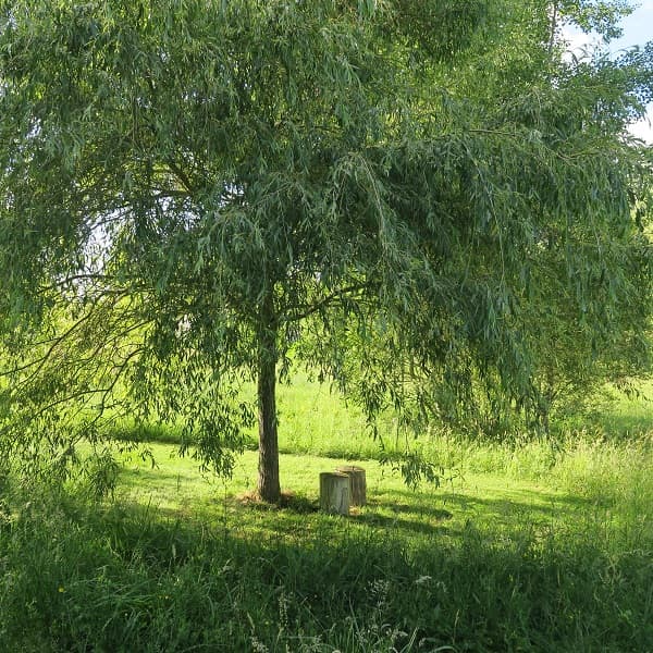 Espace vert autour du terrain