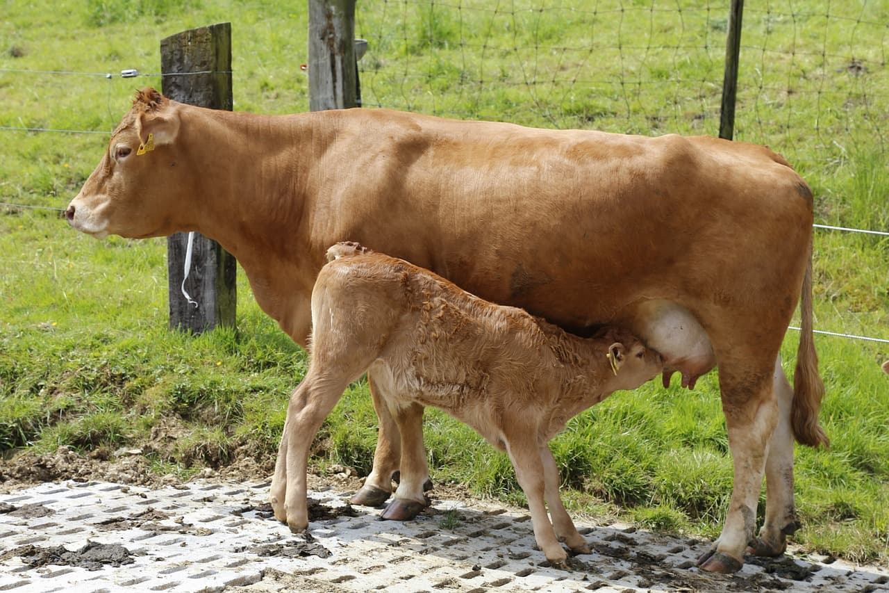 Vache limousine et son veau_1