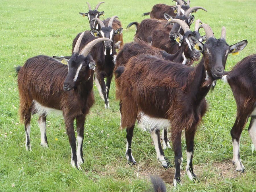 Chèvres poitevines