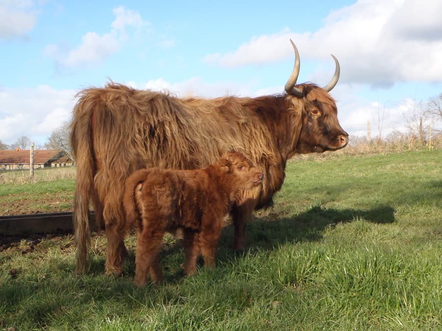 Vache Highland et son veau
