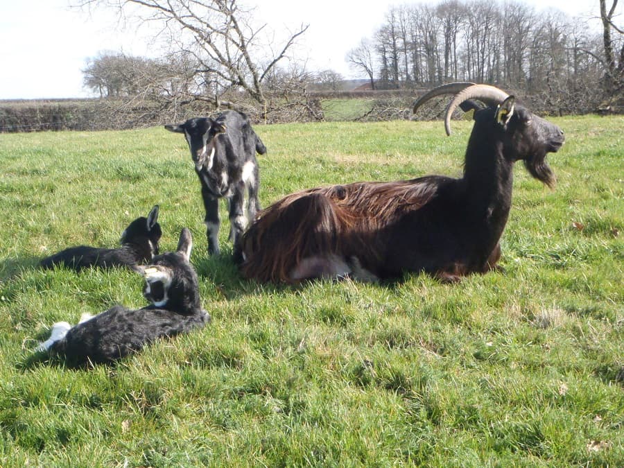 Chèvre avec son chevreau