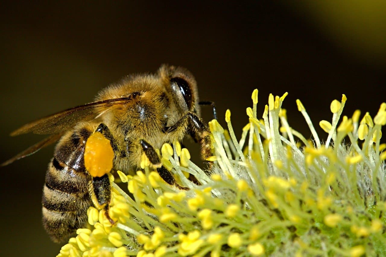 Miel Marie de Villèle_2