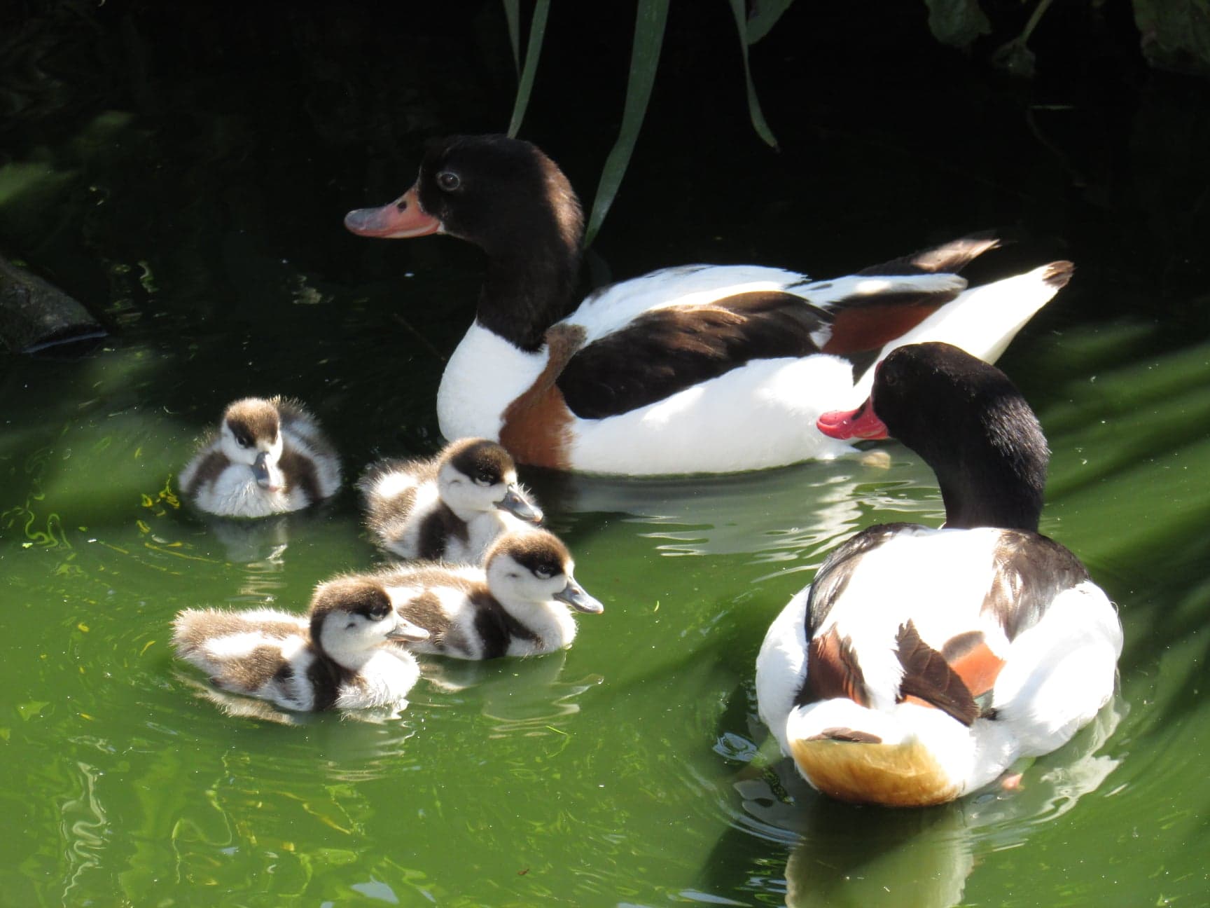 Jardin Zoologique Bellachon_4