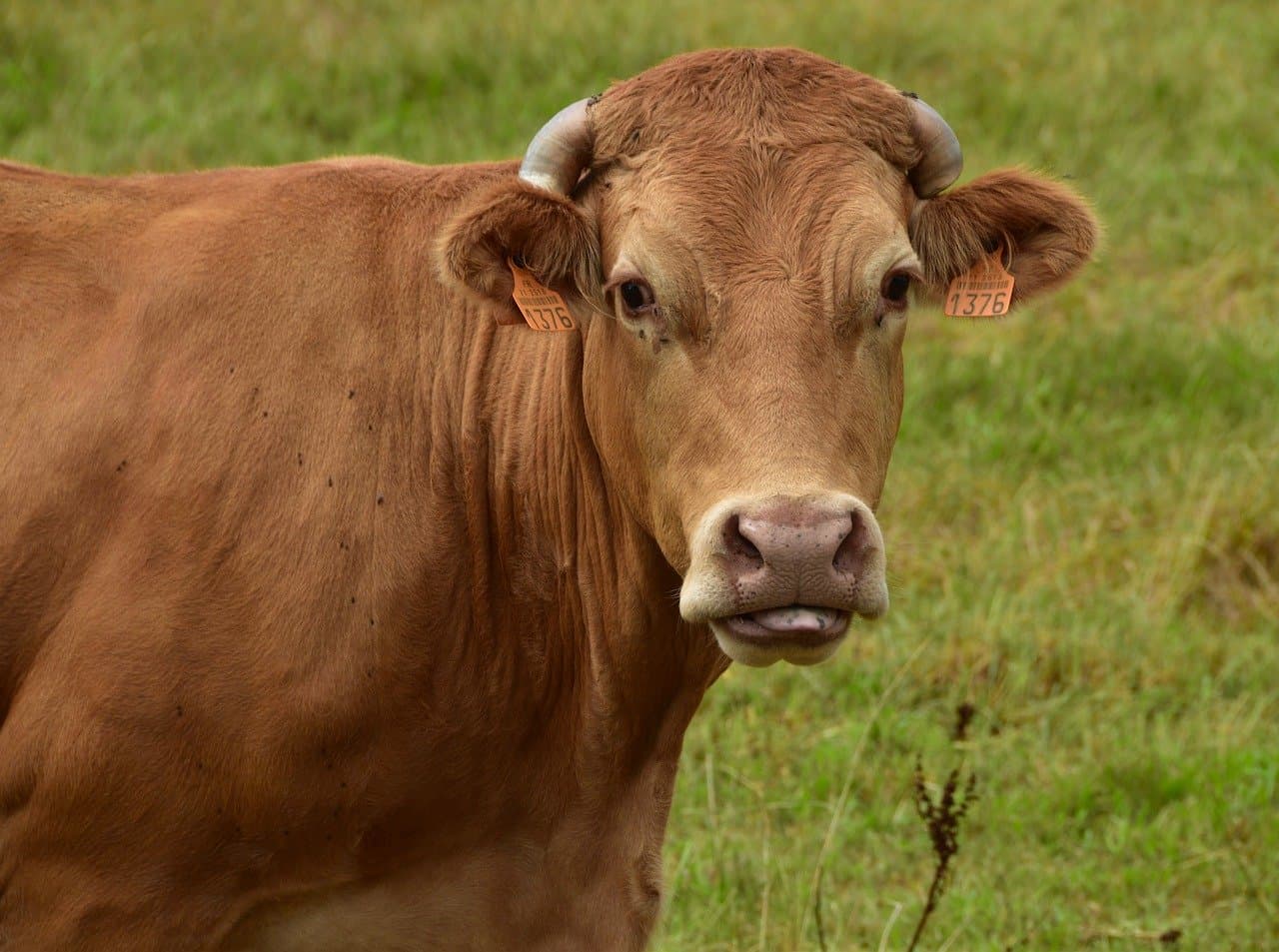 Vache limousine_1