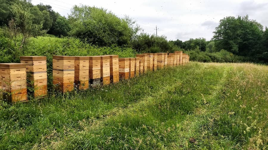 L'abeille des Monts de Blond