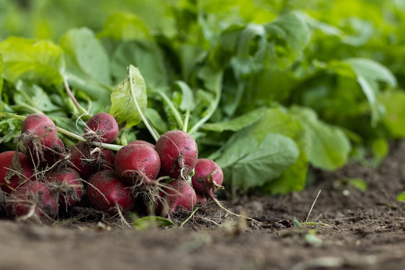 Ferme de la Coulinière - Légumes_3