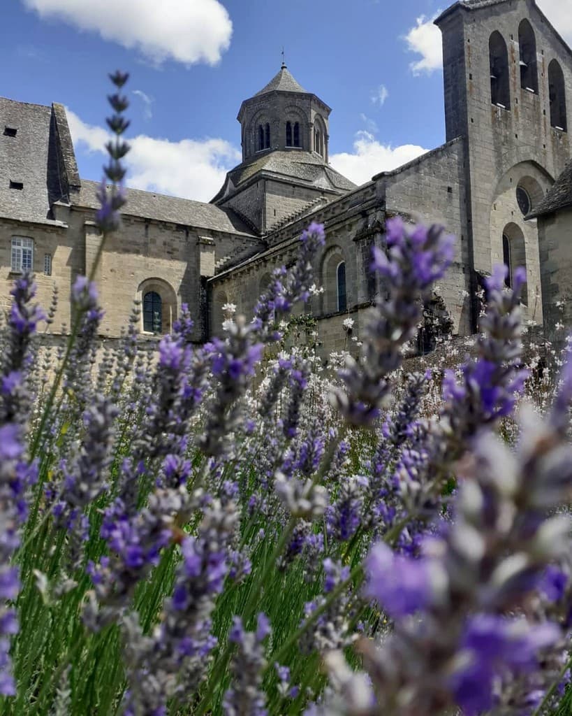 Lavande en fleurs_13