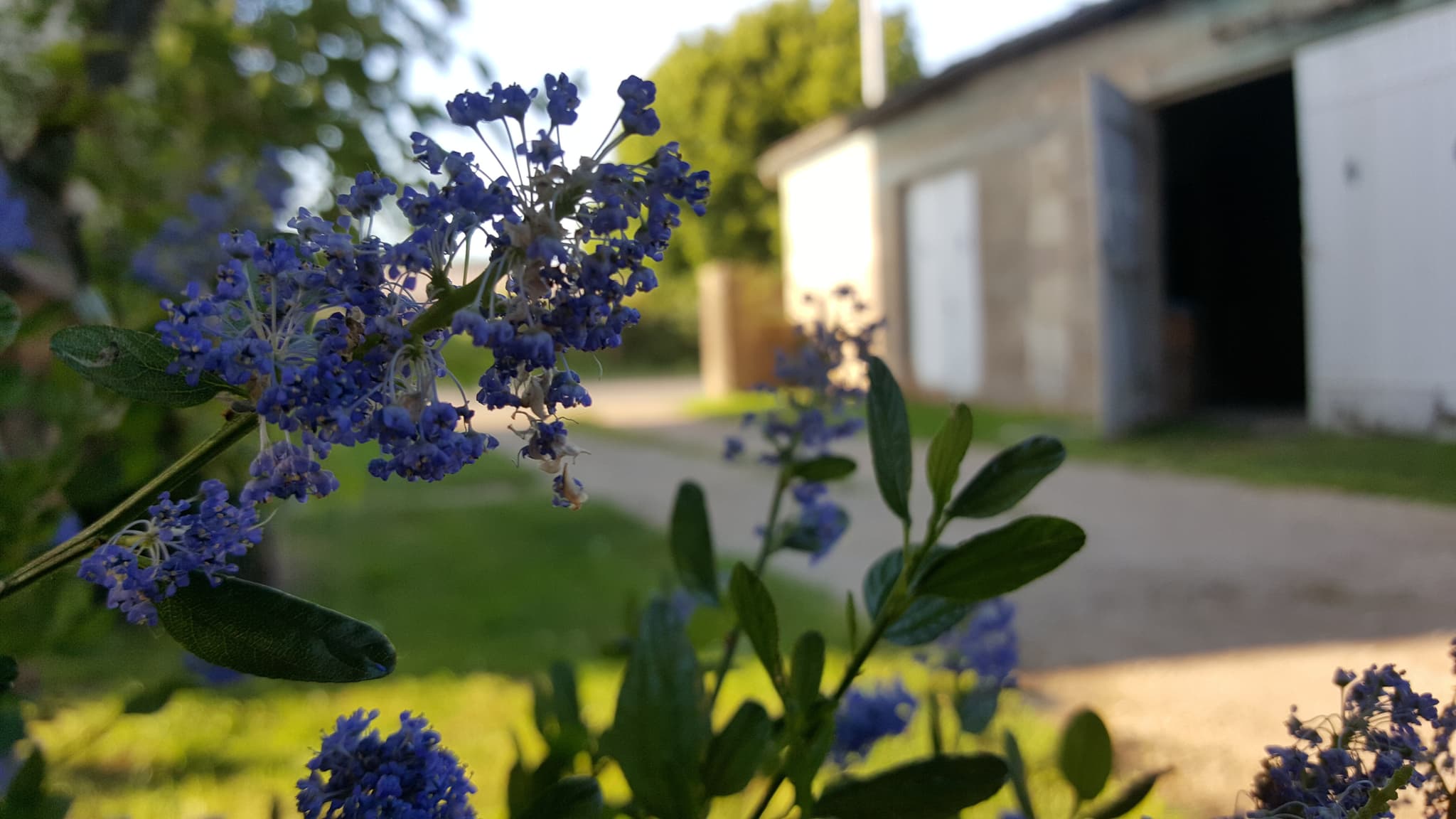 Le jardin