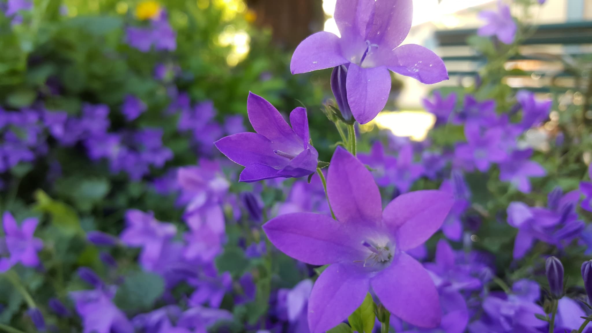 Le jardin