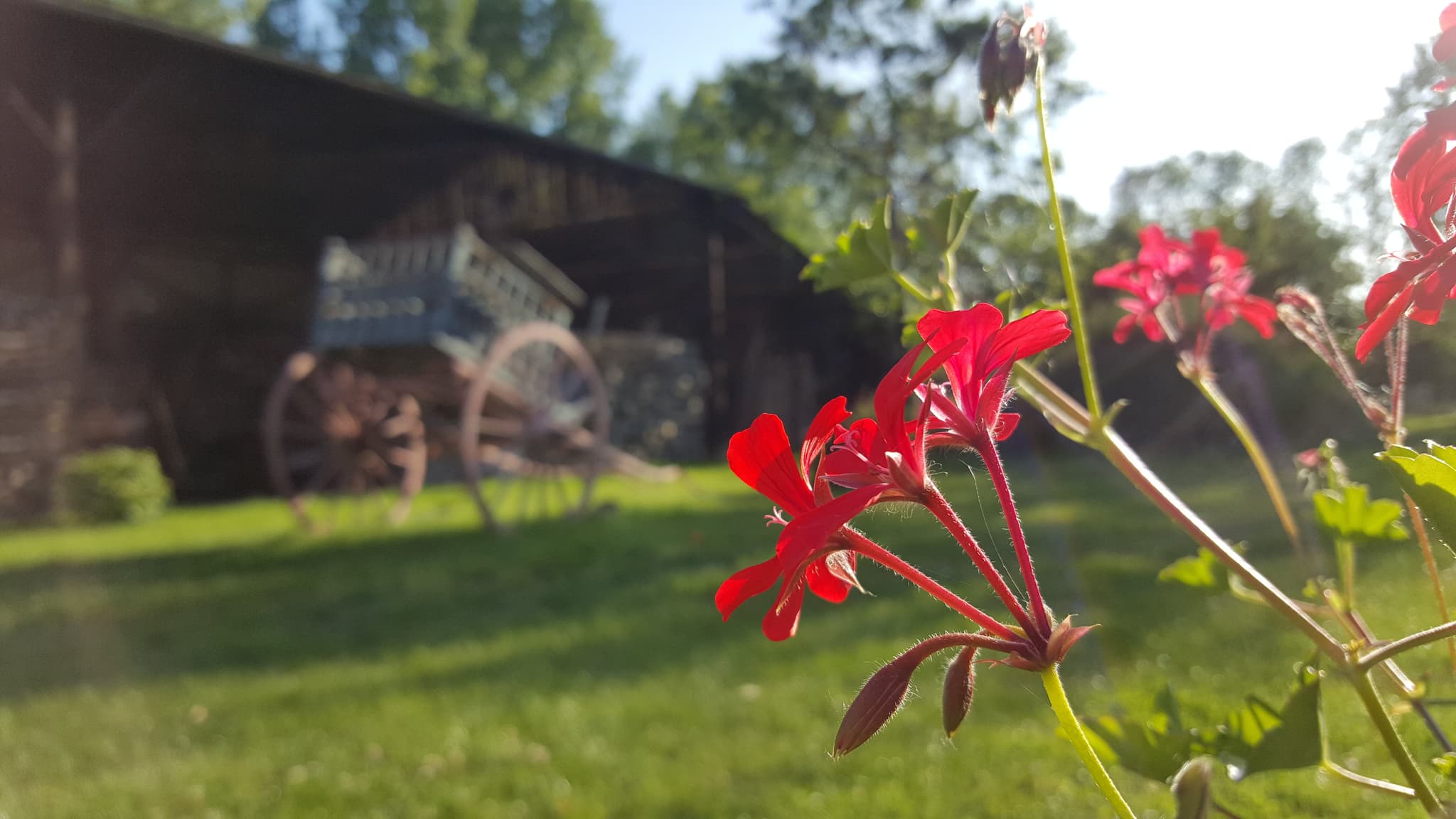 Le jardin