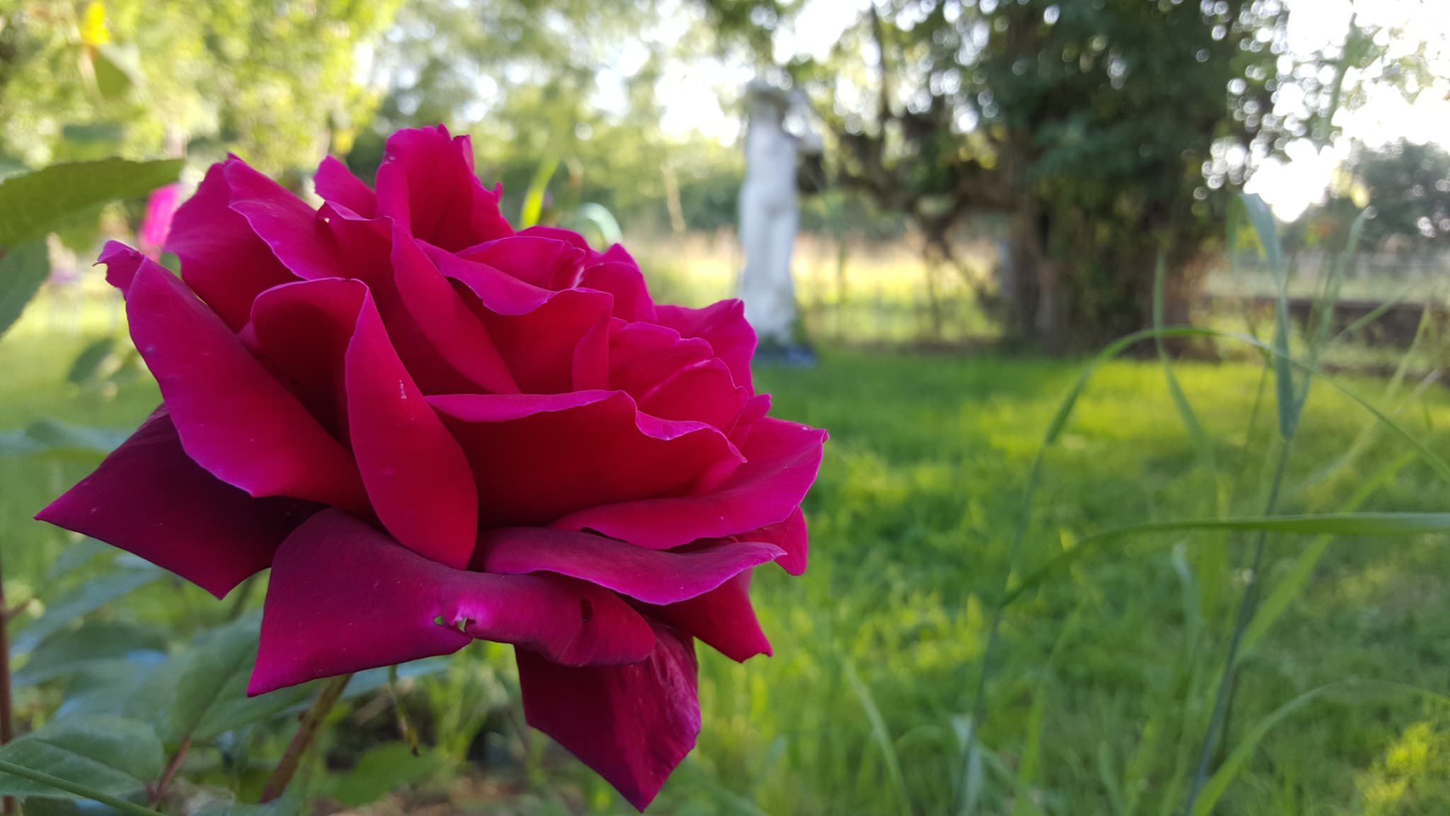 Le jardin