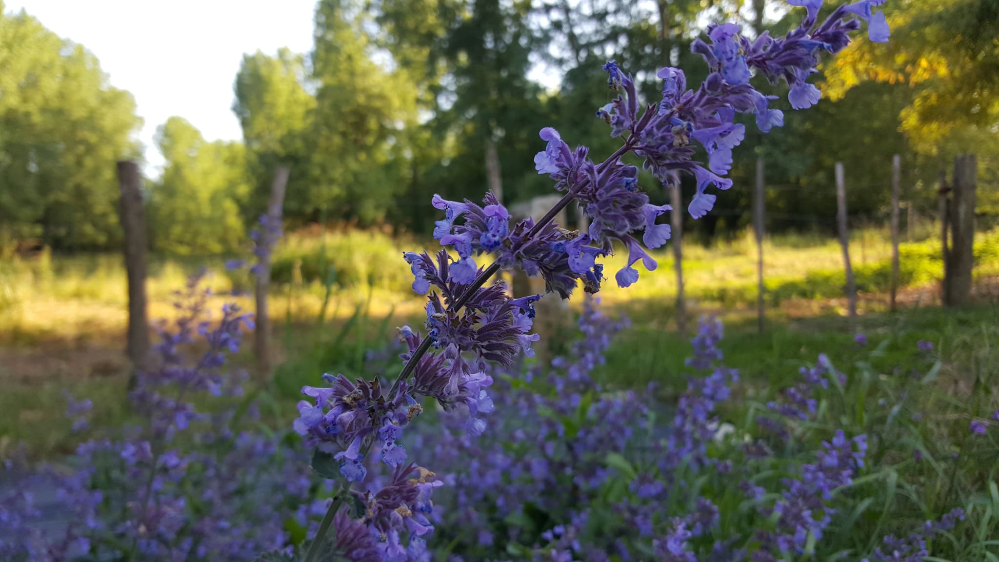 Le jardin