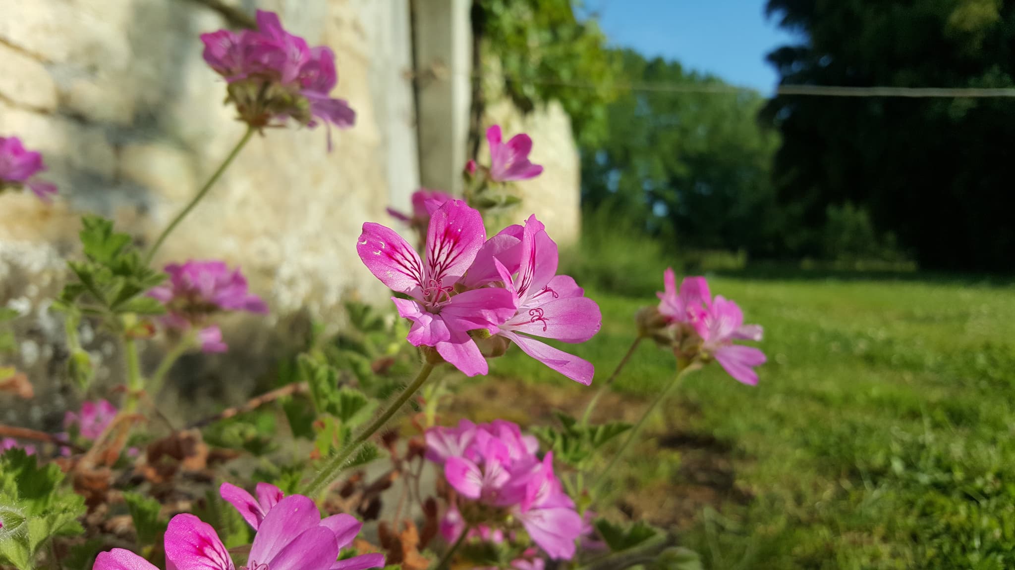 Le jardin