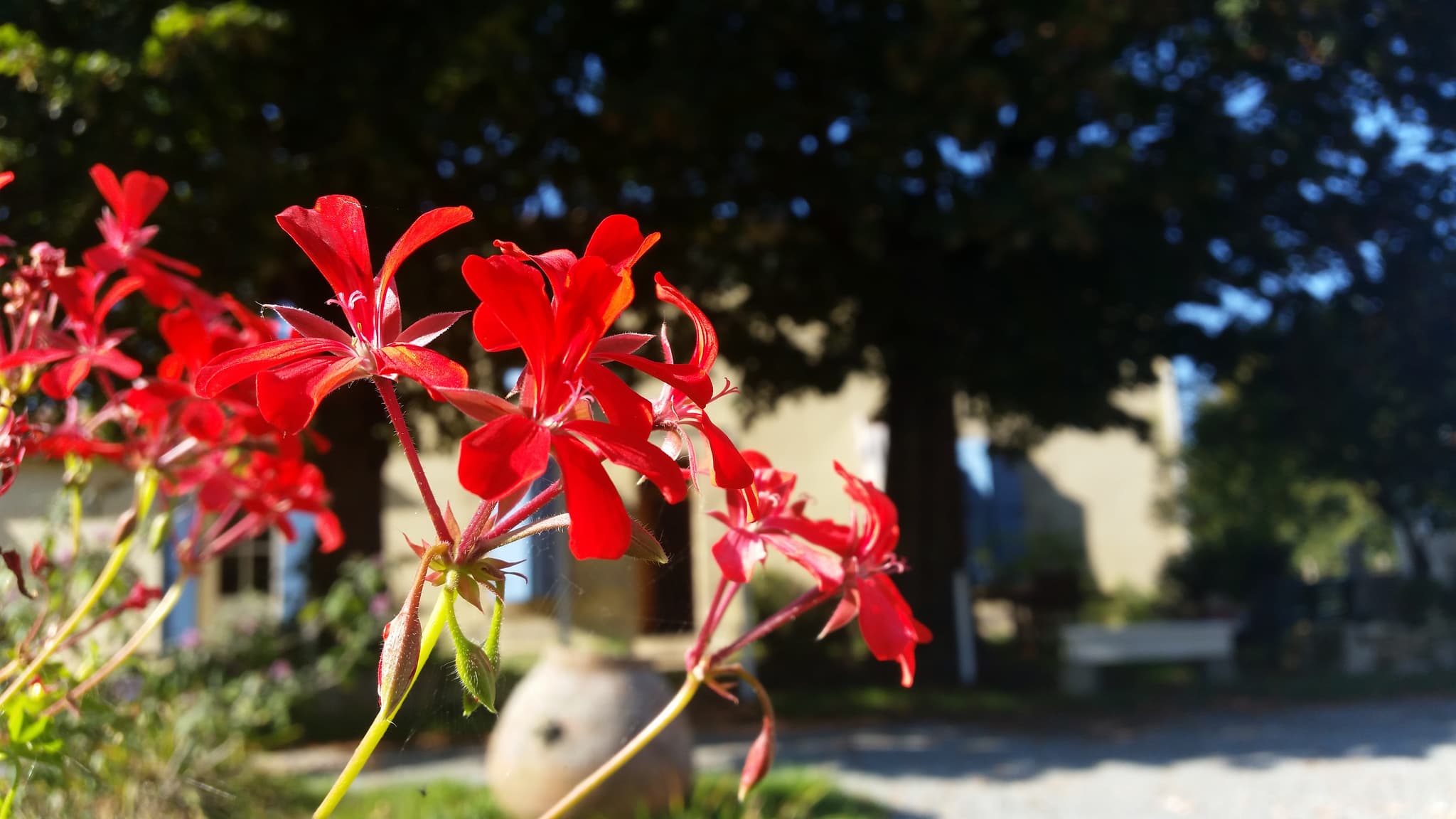 Le jardin