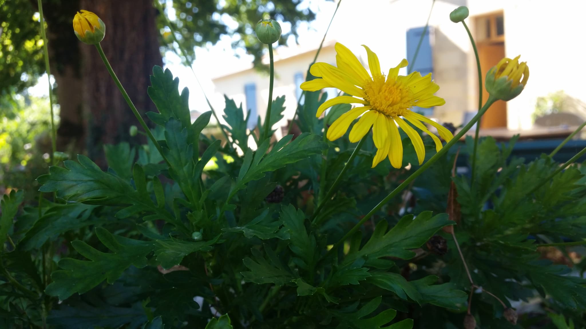 Le jardin