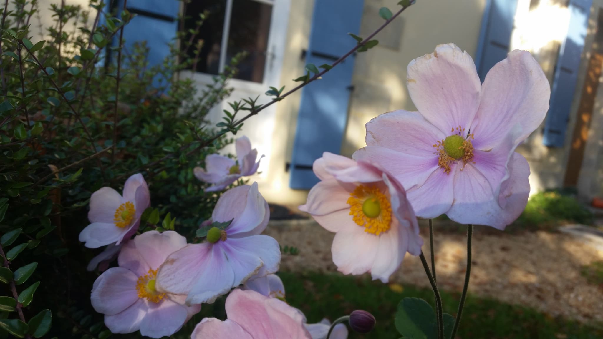 Le jardin